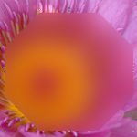 Opazity: The Indezine Review