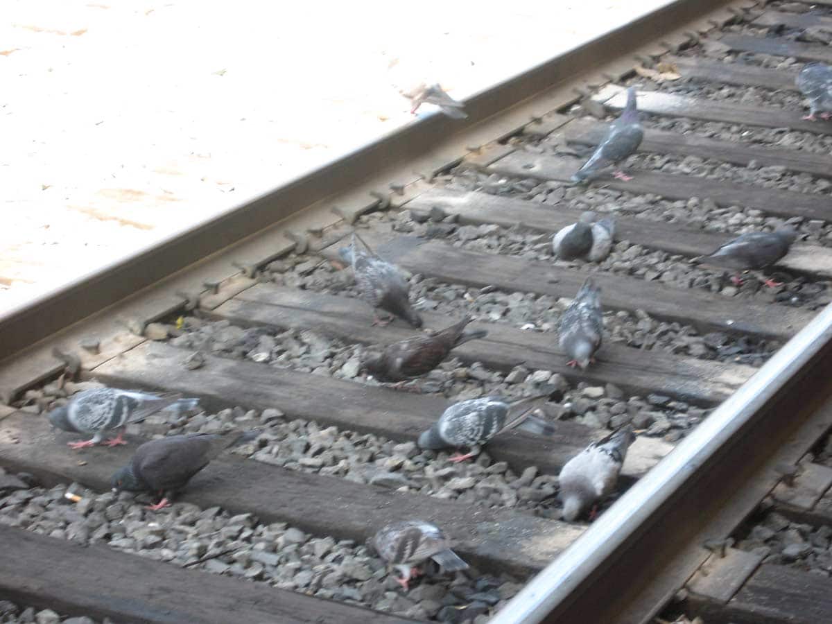 Birds on the Track, Los Angeles Amtrak