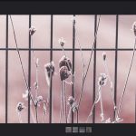 Searching Flickr for Creative Commons Pictures