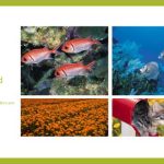 Working with Picture Slide Layouts in PowerPoint 2016 for Windows