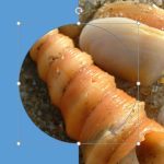 Add Slide Background Fill to Shapes in PowerPoint 2016 for Windows