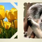 Create Custom Shaped Picture Placeholders in PowerPoint 2016 for Windows
