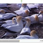 Learn PowerPoint 2010 for Windows: Add Bookmarks for Video Clips