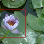 No Fill for Shapes in PowerPoint 2016 for Mac