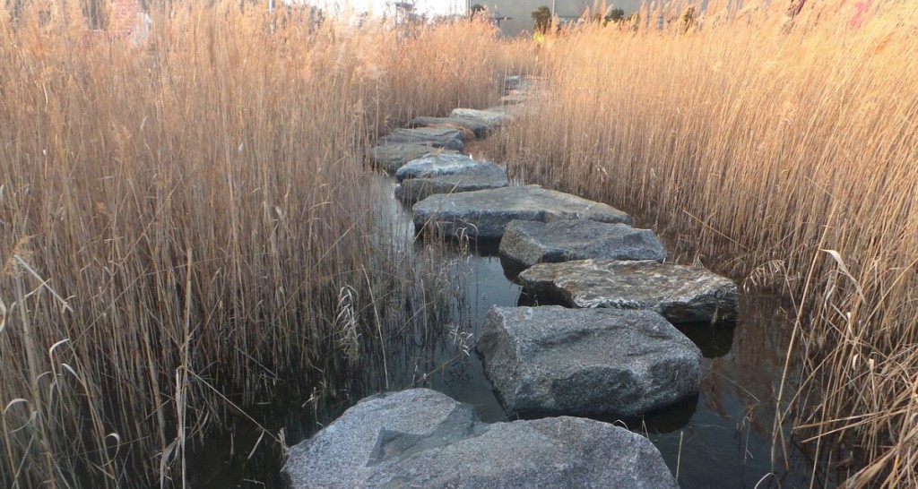 Stepping Stones Reed