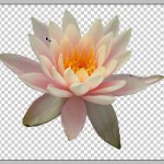 Photoshop Tutorials