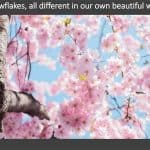 Slide Show View in PowerPoint 365 for Mac